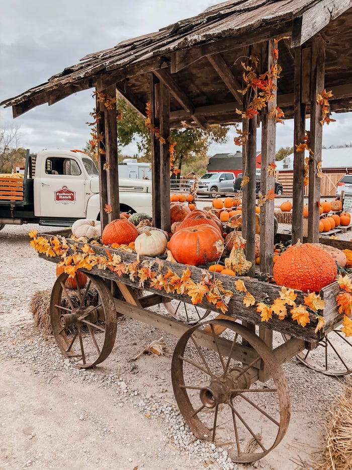 faulkners pumpkin season